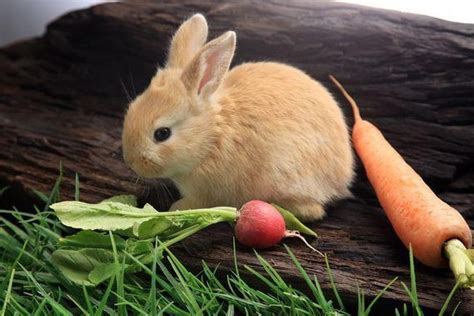 兔子可以吃桑葉嗎 兇鱷
